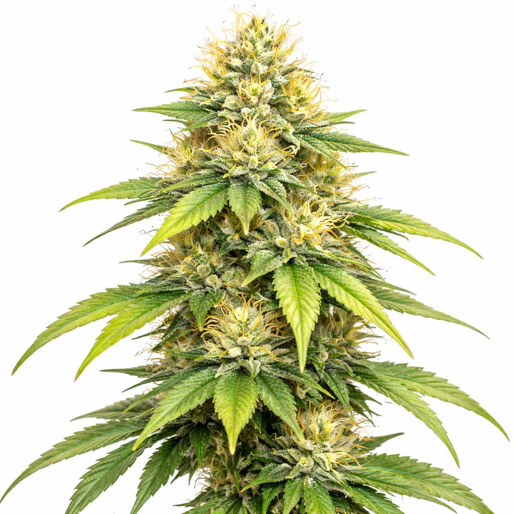 Super Lemon Haze 10g