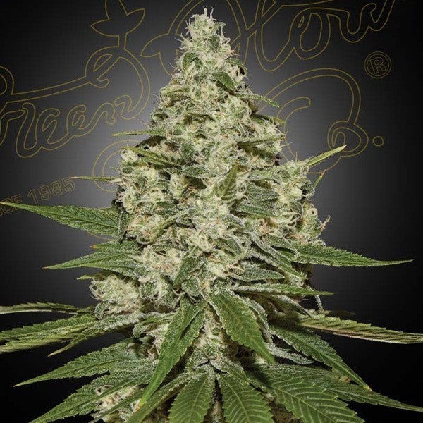 Super Silver Haze 10g
