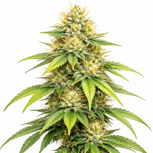 Super Lemon Haze 10g