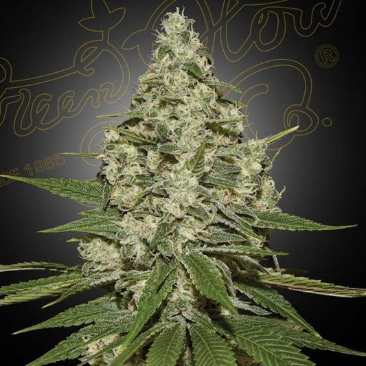 Super Silver Haze 10g